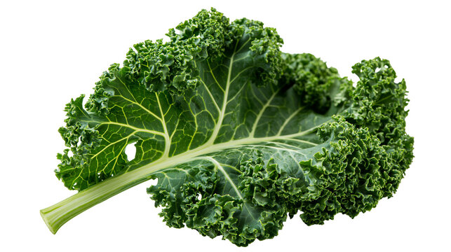 Fresh green curly kale leaf with prominent veins and ruffled edges