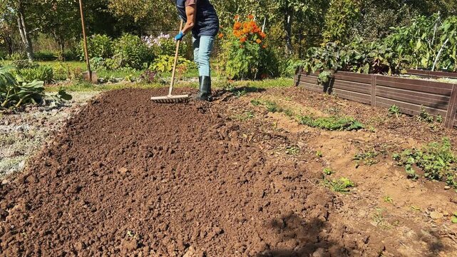 Finishing autumn soil leveling and preparation in the backyard garden