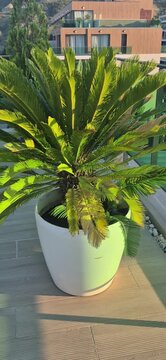 A vibrant sago palm (Cycas revoluta) planted in a large white contemporary pot on a wooden balcony terrace, with modern residential architecture in the background during daylight.

