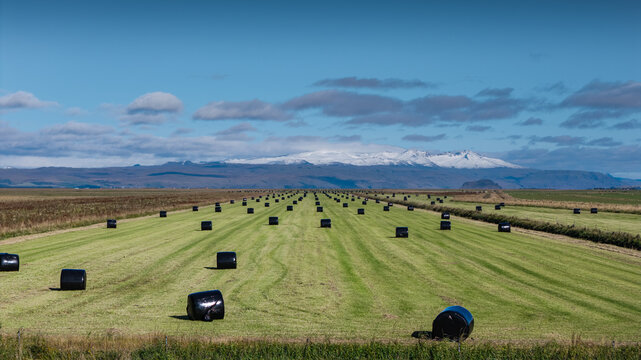 Aerial view of a vast green field dotted with black wrapped hay bales under a clear blue sky with snow-capped mountains in the distance in Rangarthing eystra, Iceland.