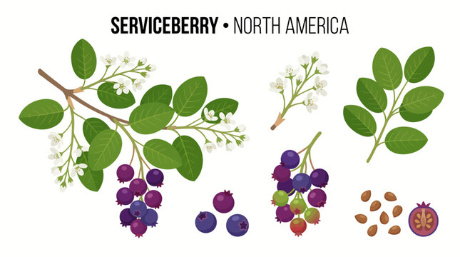 Very beautiful realistic vector set of Serviceberry Tree, oval leaves, spring flowers, purple berries, seeds and graceful woodland branches. Label: "SERVICEBERRY &bull; NORTH AMERICA" no gradient, white ba
