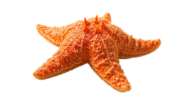 Vibrant orange spiny starfish with textured bumpy surface