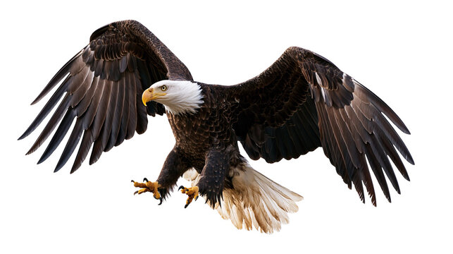 Majestic bald eagle soaring with wings spread wide and sharp talons extended