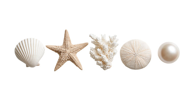 White seashell starfish coral, sea urchin and pearl arranged in a row