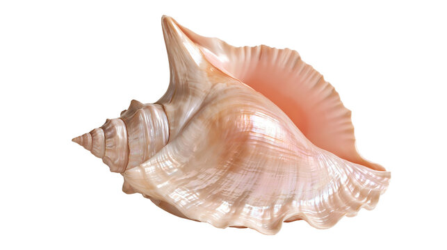Large pink and beige queen conch seashell with spiral structure