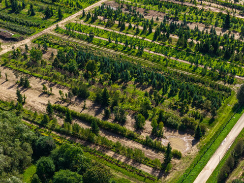 Aerial view of a tree nursery with rows of young coniferous and deciduous trees, dirt access paths, and a road in Raudondvaris, Kaunas County, Lithuania.