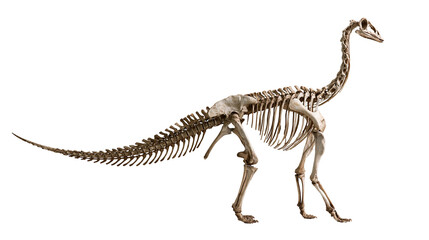 Complete sauropod dinosaur skeleton fossil with long neck and tail © Natalia