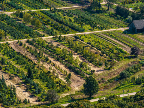 Aerial view of a tree nursery with rows of young saplings, dirt paths, and a rustic barn in the countryside of Raudondvaris, Kaunas County, Lithuania.