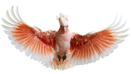 Major Mitchell cockatoo with wings spread wide in flight © Maria