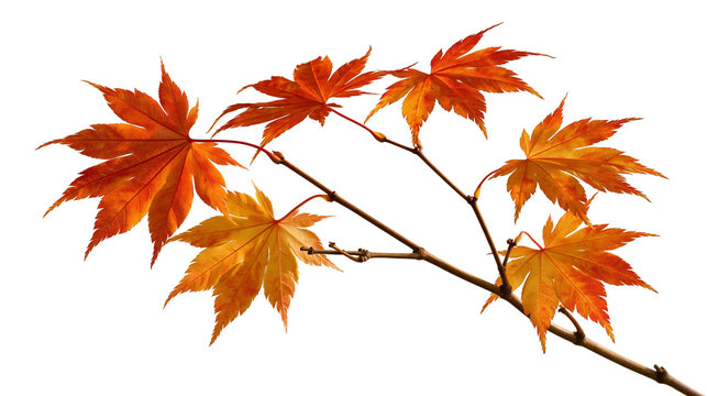 Vibrant orange and red Japanese maple leaves on a thin woody branch