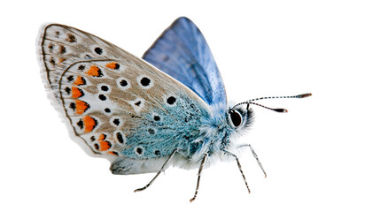 Common blue butterfly with orange and black spotted wings © Maria