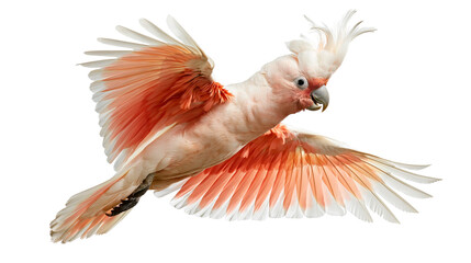 Major Mitchell cockatoo with pink and white plumage flying with wings spread © Maria