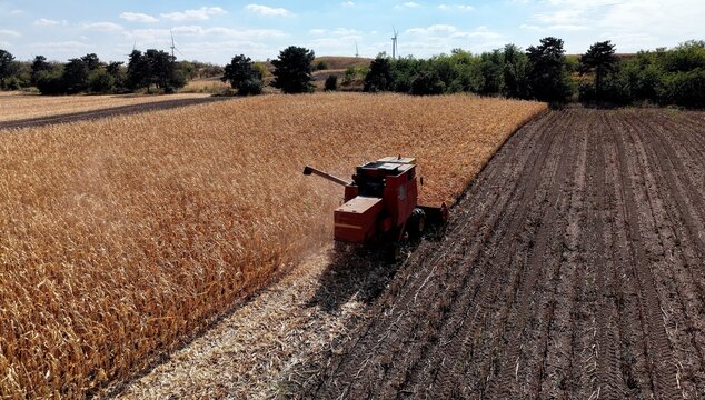 Aerial view of a combine harvester working in a golden corn field during the autumn harvest, with rows of tilled soil and wind turbines in the distance in Alibunar, Vojvodina, Serbia.
