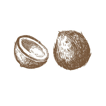 Whole and Halved Coconut Fruit Illustration