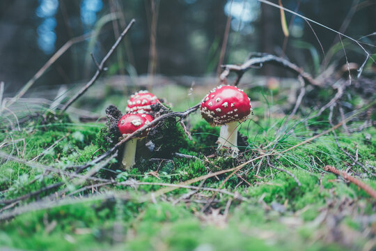 red mushroom in the forest
