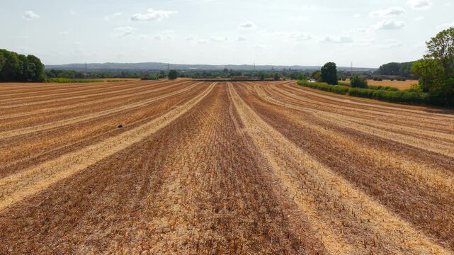 Harvested rapeseed field panorama. Broad agricultural landscape with stubble rows stretching toward rural horizon beneath summer sky. Countryside background for successful harvest farm productivity
