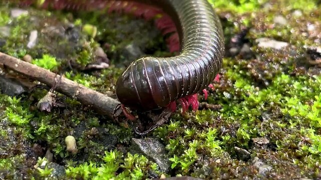 A millipede of the family Spirostreptidae moves slowly across a damp, mossy surface, curving its long body around plant debris and small particles of forest litter.