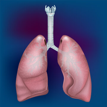 Detailed medical illustration of healthy human lungs showing the trachea, main bronchi and branching bronchial tree. Anatomical respiratory system visualization 