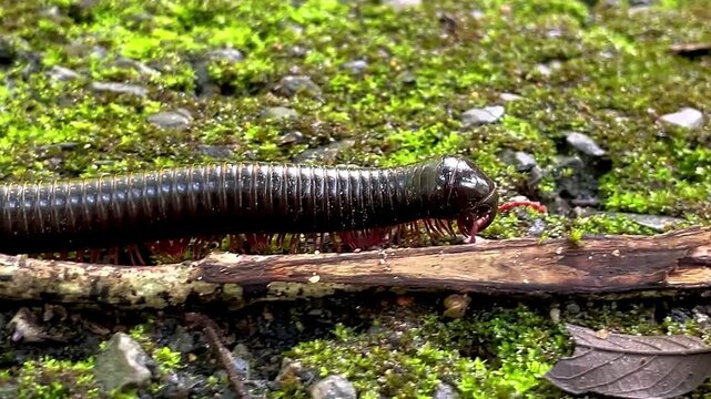 A large millipede with a dark, glossy exoskeleton and reddish legs crawls across a mossy surface, navigating over small twigs and plant debris. Filmed in a tropical rainforest in Thailand.