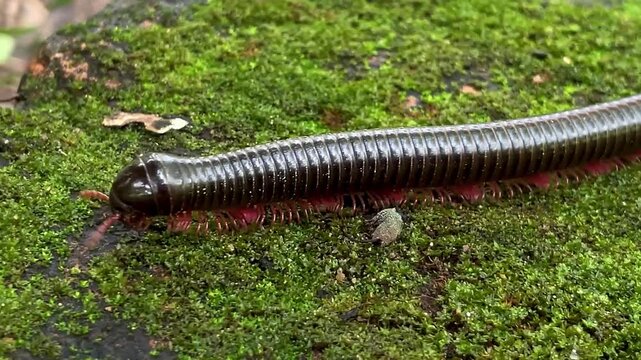 A millipede slowly crawls across damp moss, displaying its numerous reddish legs and a shiny, segmented body. A macro shot of a terrestrial invertebrate in its natural habitat.