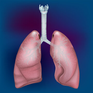 Detailed medical illustration of healthy human lungs showing the trachea, main bronchi and branching bronchial tree. Anatomical respiratory system visualization 