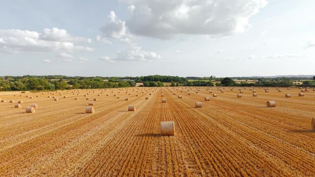 Harvested field hay bales beneath broad summer sky. Open farmland with neatly spaced straw rolls, distant forest edge and textured crop stubble. Rural landscape, forage harvesting, livestock farming