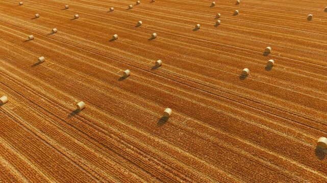 Harvested farmland aerial view with scattered hay bales and long shadows. Diagonal field lines creating geometric crop texture across expansive agricultural land. Precision agriculture, straw harvest