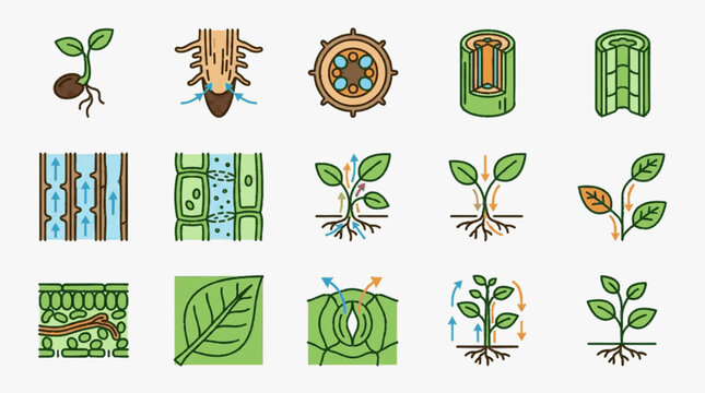 Plant biology icons set featuring seed germination, root anatomy, stem cross-sections, xylem and phloem transport systems, leaf cellular structure, stomata gas exchange, and photosynthesis diagrams.