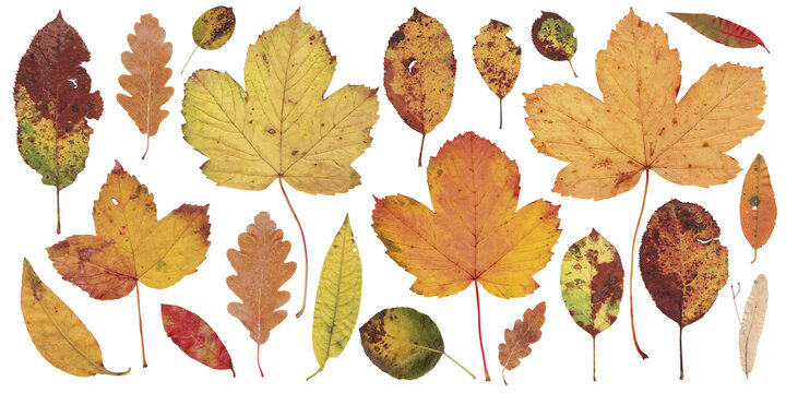Autumn Leaves Mix on White Background. Fall multicolor different leaves collection. Dried pressed leaf set, top view.
