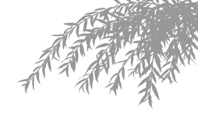 Shadow of willow branches isolated on transparent background © fatima