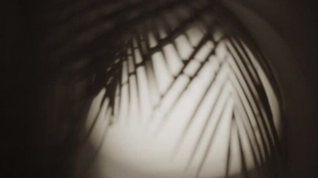 Blurred shadow of tropical palm leaves moving on the wall background. Summer concept. Black and white video.