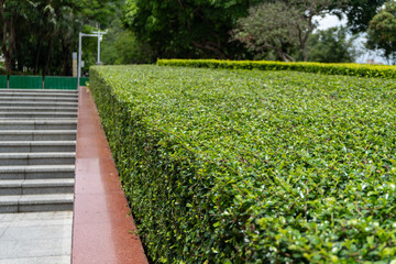 Obraz premium Lush green hedge by concrete stairway in park