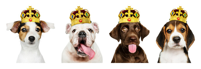 Obraz premium PNG Dogs wearing royal crowns on transparent background