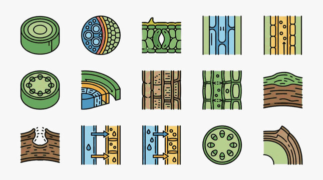 Set of botanical diagrams showing plant anatomy including cross-sections of stems, vascular bundles, xylem and phloem transport systems, stomata cells, and microscopic plant cell structures.