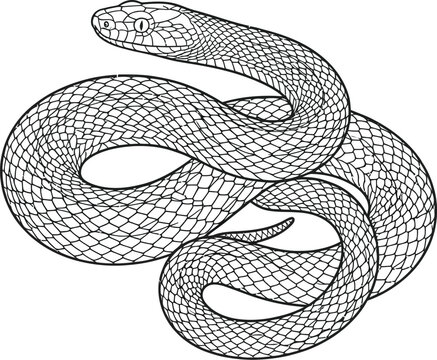 snake tattoo vector illustration