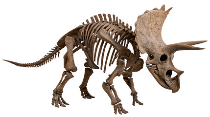 Triceratops dinosaur skeleton fossil with large frill and three horns © Lena