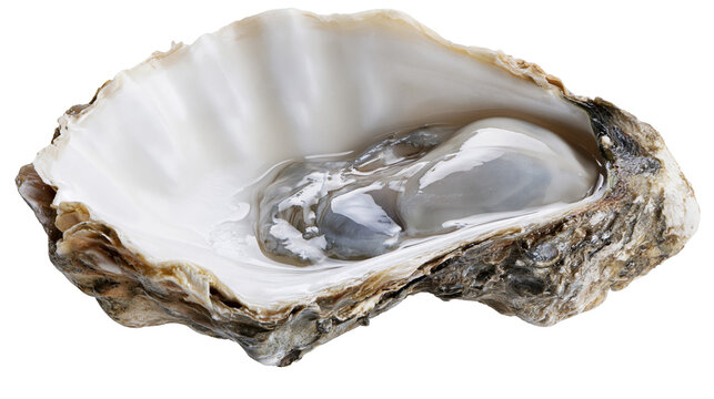 Fresh raw oyster in open shell with shiny nacreous interior