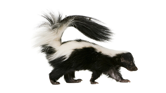 Striped skunk with fluffy black and white fur walking with tail raised