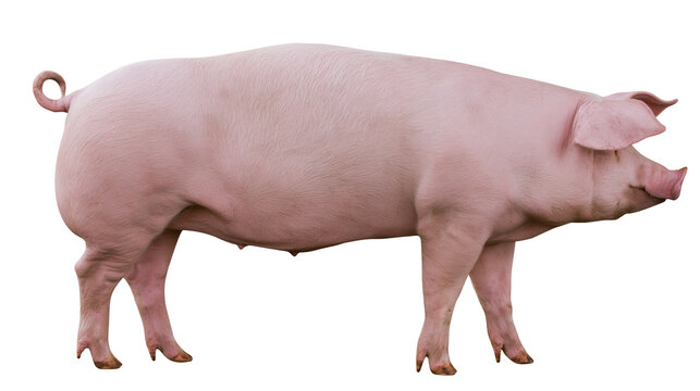 Large pink pig standing in profile view showing skin texture and curly tail