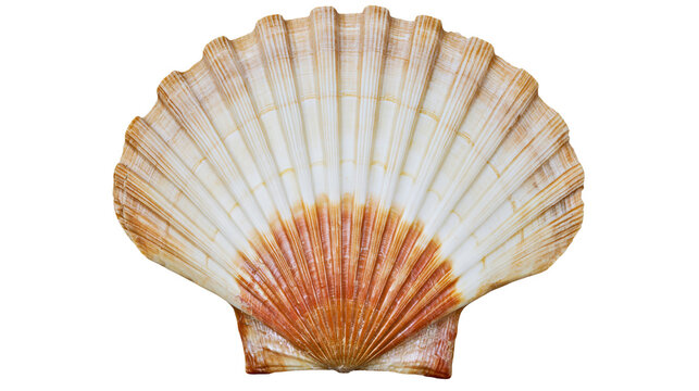 Natural fan shaped scallop shell with brown and white radial ridges
