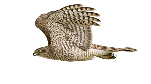 Sharp-shinned hawk in flight with brown and white barred plumage