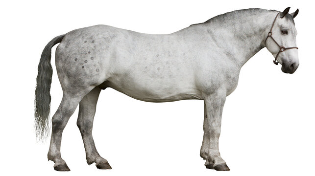 Dapple grey horse standing in profile with a brown leather halter