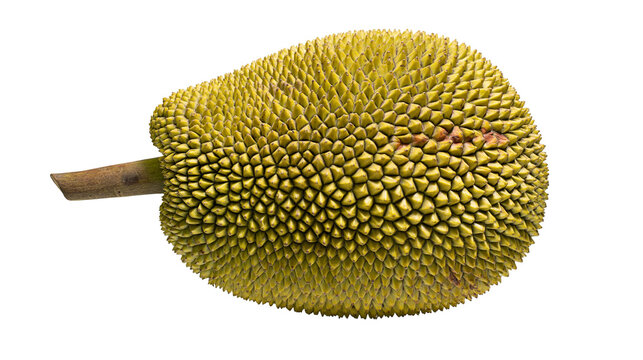 Whole fresh ripe jackfruit with spiky green skin and brown stem