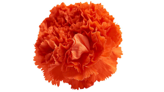 Vibrant orange carnation flower head with ruffled petals