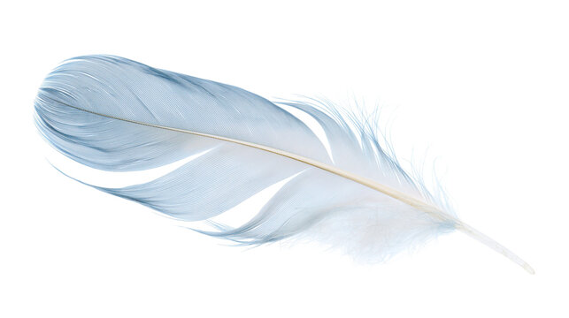 Soft light blue bird feather with delicate quill and fine barbs