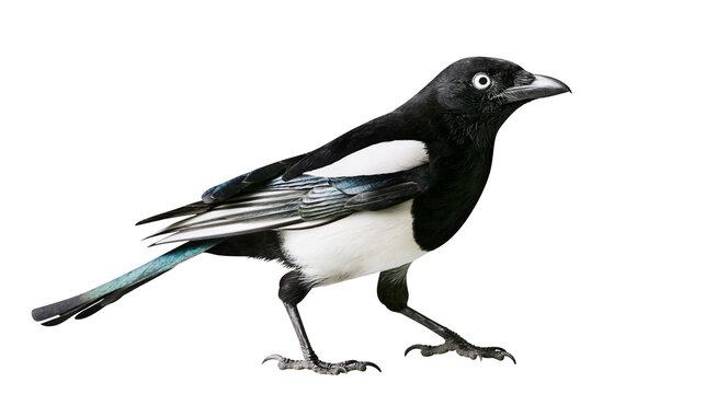 Eurasian magpie standing with black and white plumage and iridescent blue tail