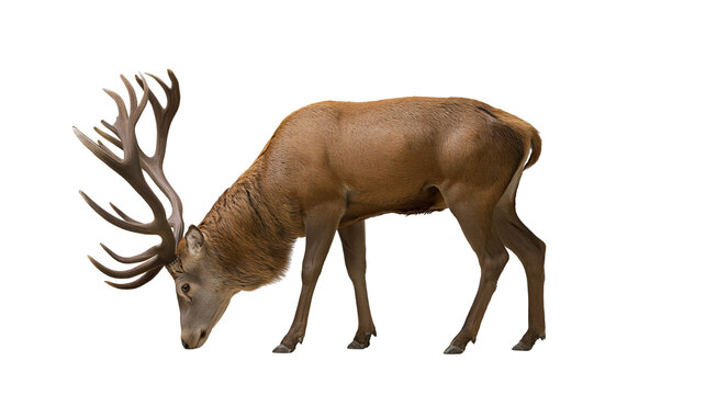 Majestic red deer stag with large antlers grazing in profile view