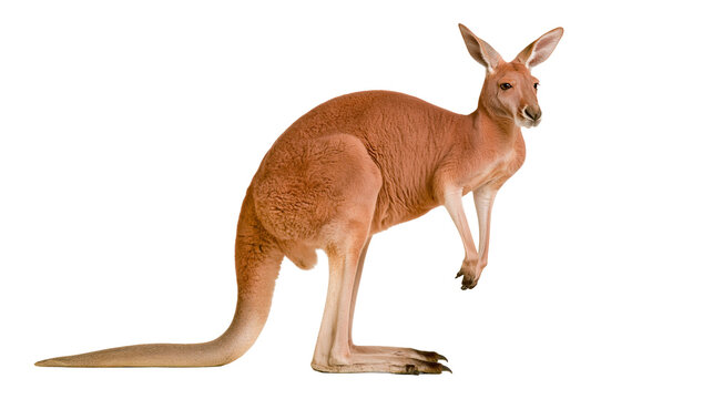 Red kangaroo standing in profile with muscular legs and long thick tail