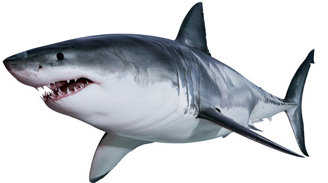 Great white shark swimming with open mouth showing sharp teeth