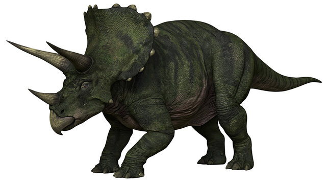 Green textured Triceratops dinosaur with three horns and large bony neck frill